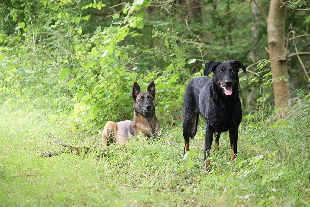 4 pat confort et sante - pension canine - yvelines